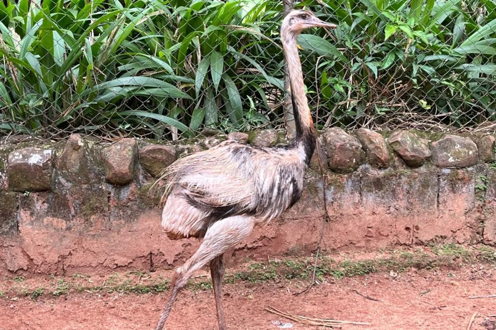 TRÊS NOVOS MORADORES CHEGAM AO ZOOLÓGICO DE RIBEIRÃO E JÁ CHAMAM A ATENÇÃO