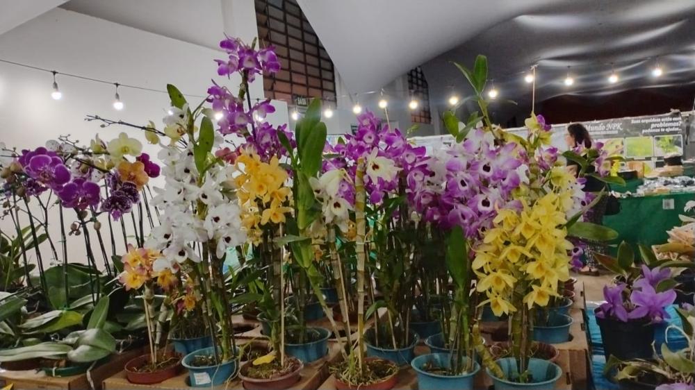 JABOTICABAL RECEBE EXPOSIÇÃO NACIONAL COM ORQUÍDEAS, CURSOS GRATUITOS E ATRAÇÕES PARA TODA A FAMÍLIA