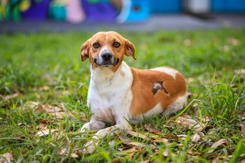MAIS DE 150 CÃES E GATOS ESPERAM POR UMA FAMÍLIA EM RIBEIRÃO PRETO; FEIRA DE ADOÇÃO ACONTECE NESTE SÁBADO