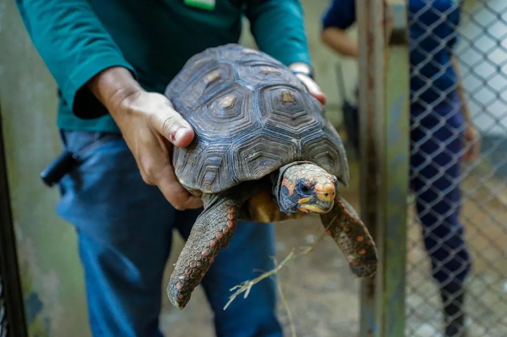 Mais de 600 animais resgatados: centro ambiental devolve centenas à natureza em Ribeirão Preto