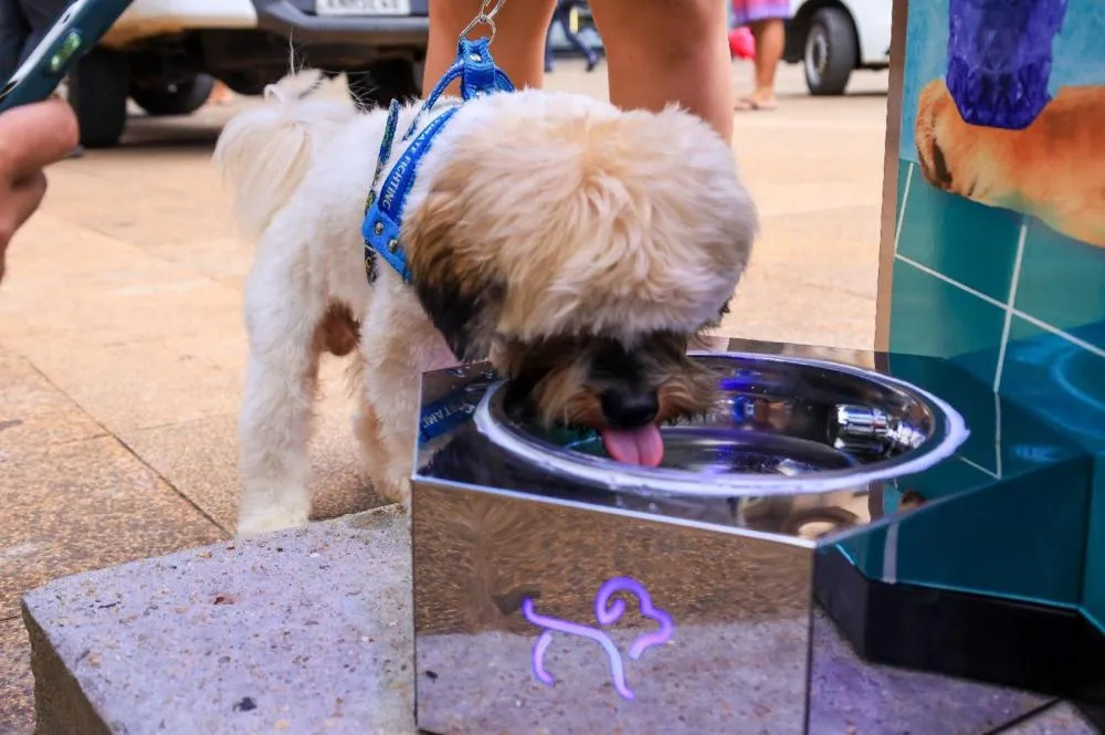 Bebedouros inteligentes chegam a espaços públicos e prometem aliviar o calor em Ribeirão Preto