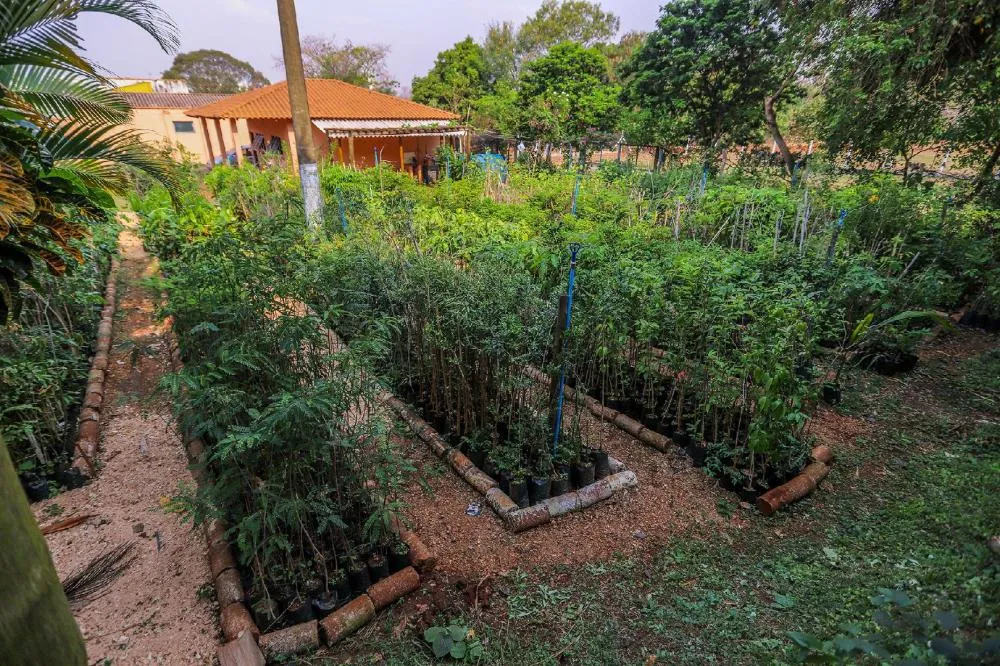 PREFEITURA LIBERA MAIS DE 3 MIL MUDAS GRATUITAS E APOSTA EM META AMBICIOSA DE ARBORIZAÇÃO URBANA