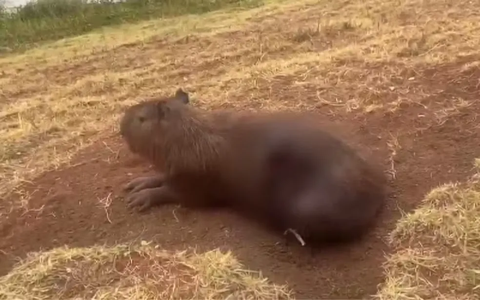 CAPIVARA RESGATADA APÓS FORÇA-TAREFA NÃO RESISTE E MORRE EM RIBEIRÃO PRETO
