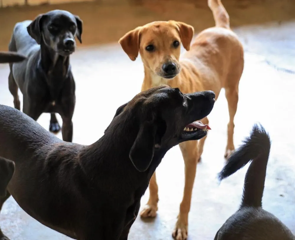 MAIS DE 150 ANIMAIS ESPERAM POR UM NOVO LAR EM FEIRA DE ADOÇÃO NESTE SÁBADO EM RIBEIRÃO PRETO
