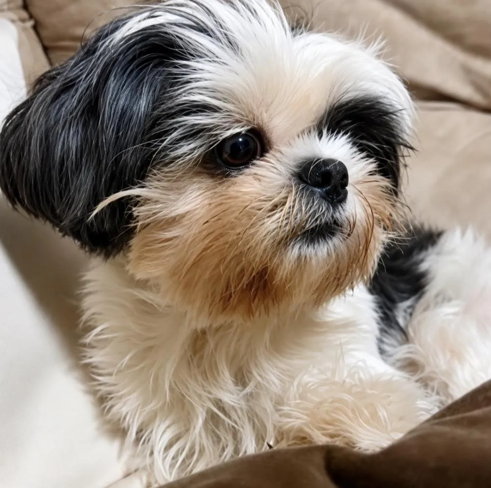 CACHORRA DOENTE SOME EM RIBEIRÃO PRETO E CASO REVOLTA MORADORES: “COMO UM ANIMAL EM TRATAMENTO DESAPARECE ASSIM?”