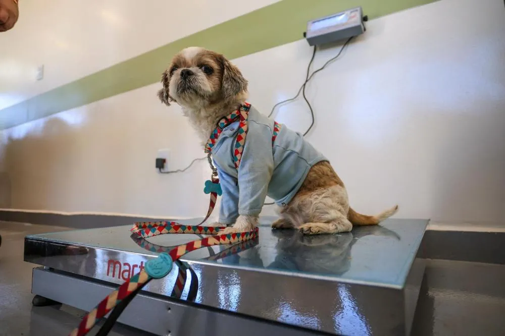 CLÍNICA VETERINÁRIA GRATUITA DE RIBEIRÃO PRETO EXPLODE EM PROCURA E ULTRAPASSA 1.700 ATENDIMENTOS EM POUCOS DIAS