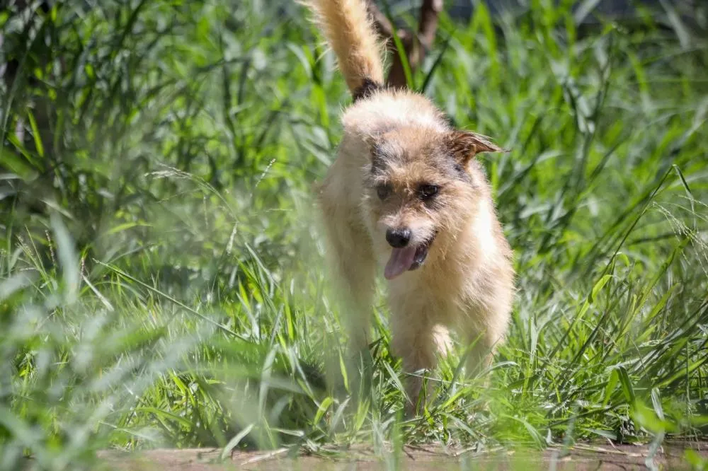 RIBEIRÃO PRETO REGULAMENTA SEPULTAMENTO DE CÃES E GATOS EM CEMITÉRIOS MUNICIPAIS