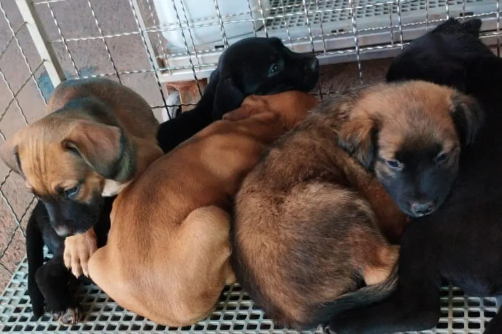 PREFEITURA RESGATA 13 ANIMAIS E DISTRIBUI 400 QUILOS DE RAÇÃO APÓS TEMPORAL EM RIBEIRÃO PRETO