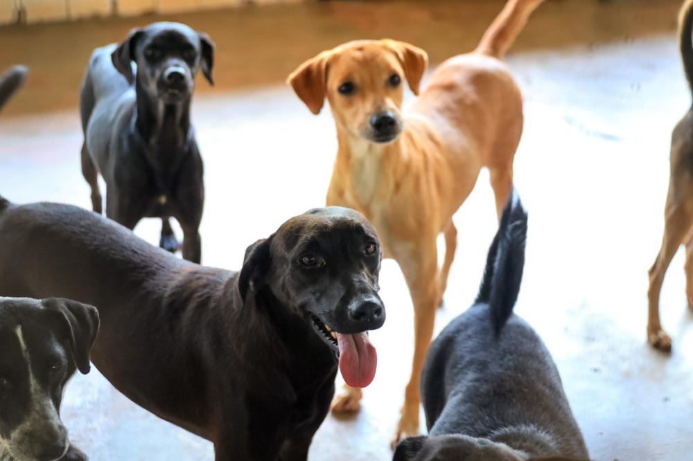 MAIS DE 150 CÃES E GATOS BUSCAM UM NOVO LAR