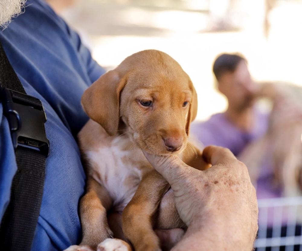 RIBEIRÃO PRETO ABRE 400 VAGAS PARA CASTRAÇÃO GRATUITA DE CÃES E GATOS