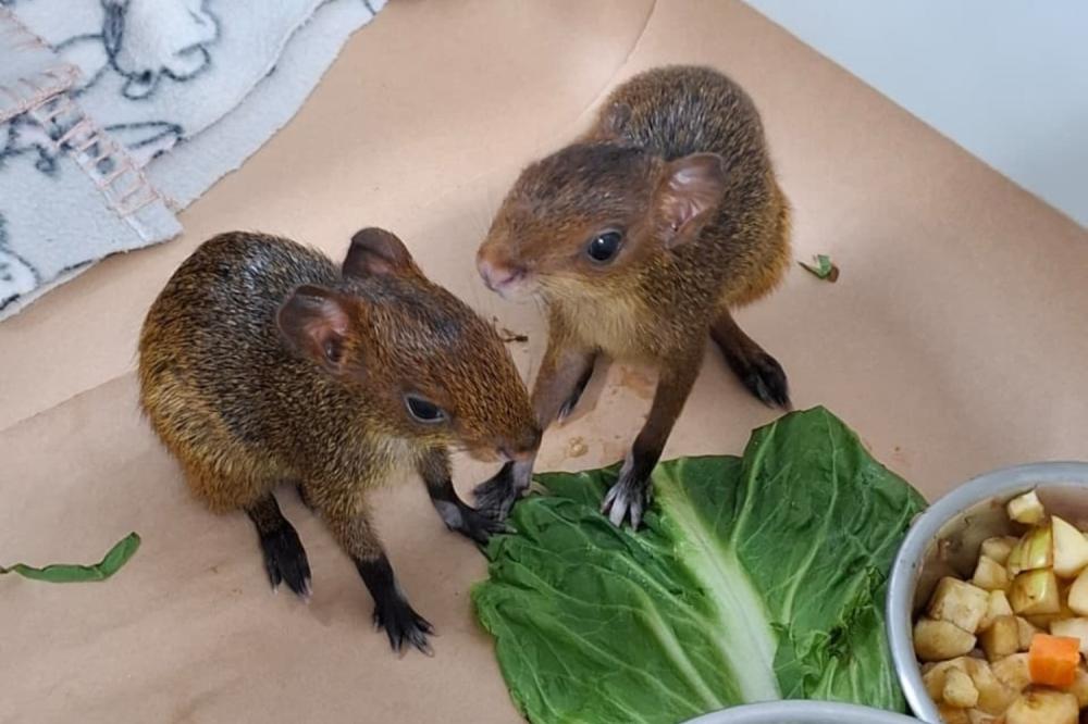 FILHOTES RESGATADOS RECEBEM CUIDADOS INTENSIVOS EM RIBEIRÃO PRETO