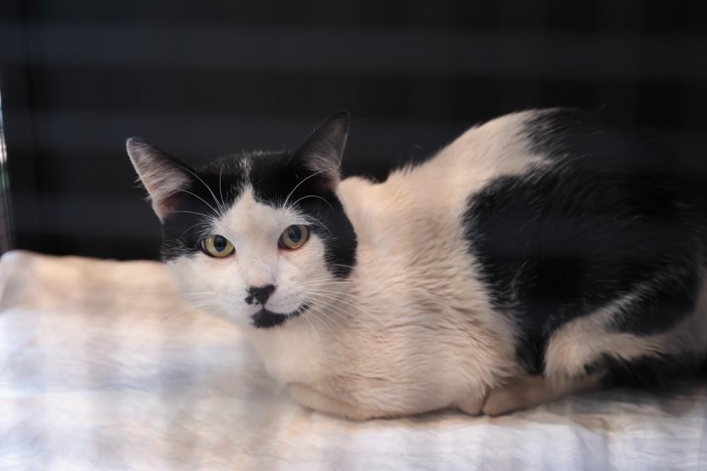 FEIRA REÚNE GATOS PARA ADOÇÃO NESTE SÁBADO EM RIBEIRÃO PRETO