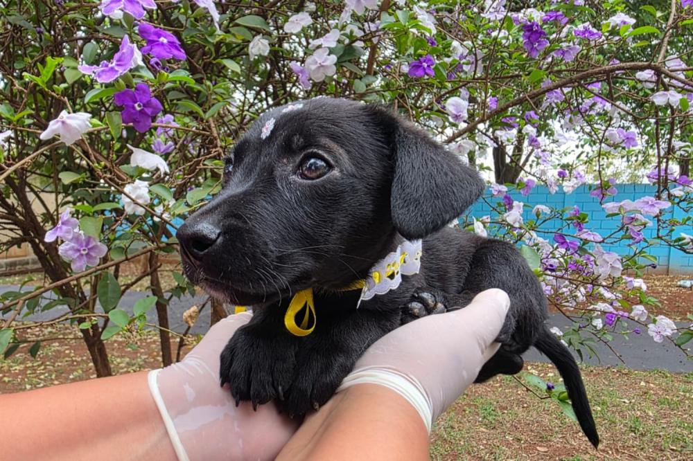 FEIRA DE ADOÇÃO LEVA CÃES À FIL DE RIBEIRÃO PRETO NESTE DOMINGO