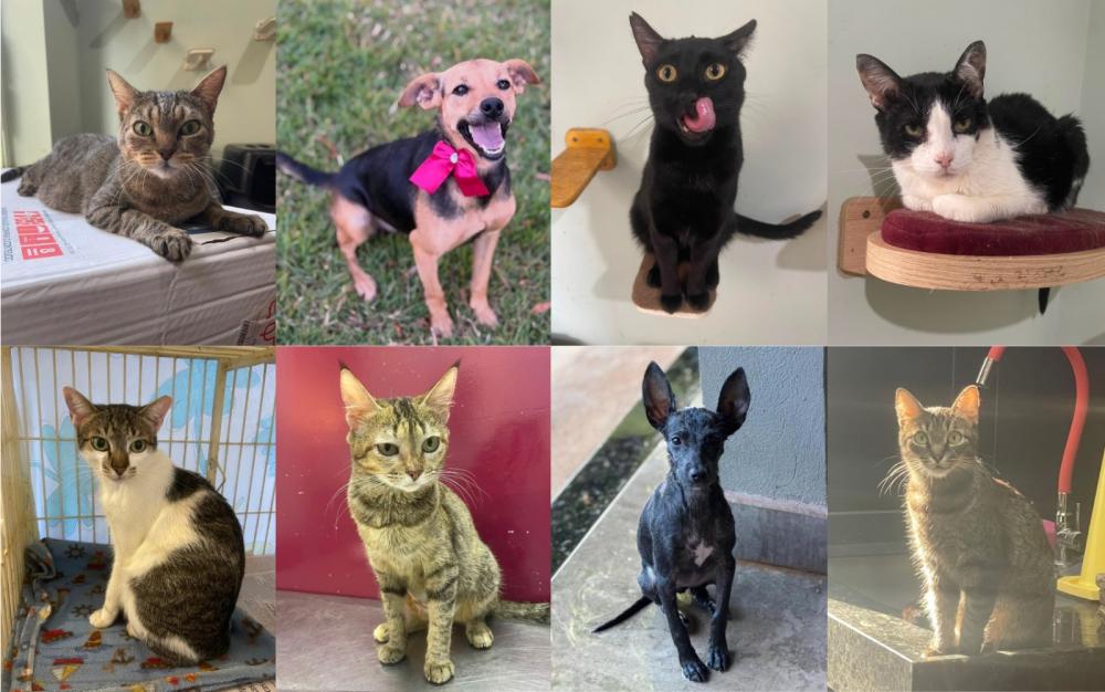 SHOPPING PROMOVE DUAS FEIRAS DE ADOÇÃO DE CÃES E GATOS EM RIBEIRÃO PRETO
