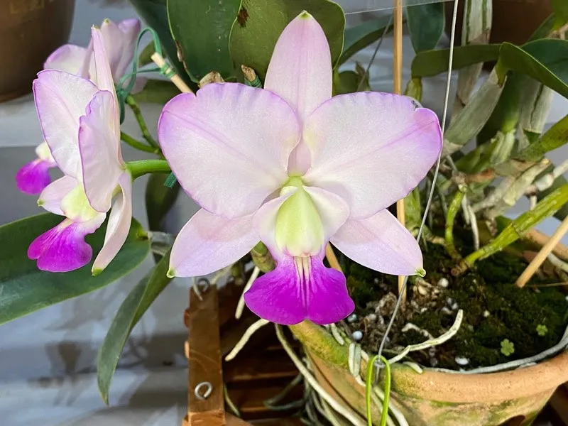 7º Festival de Orquídeas e Suculentas reforça tradição e apresenta mais de 10 mil plantas em Ribeirão Preto