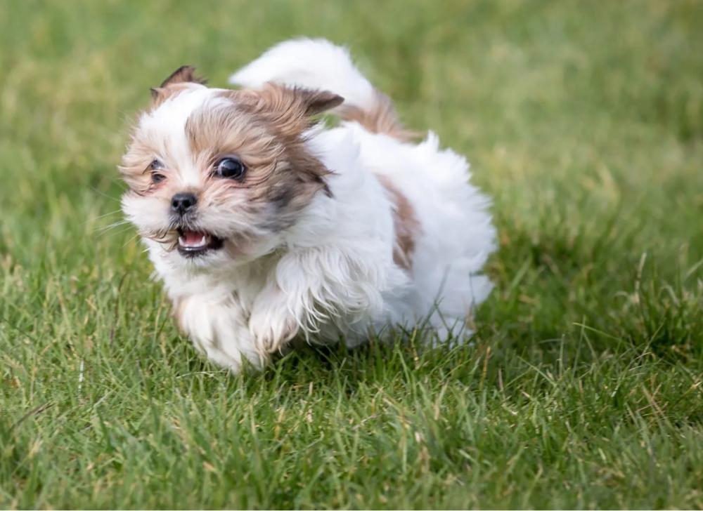 SHIH TZUS VÃO INVADIR A PRAÇA XV EM ENCONTRO ESPECIAL NESTE DOMINGO EM RIBEIRÃO PRETO