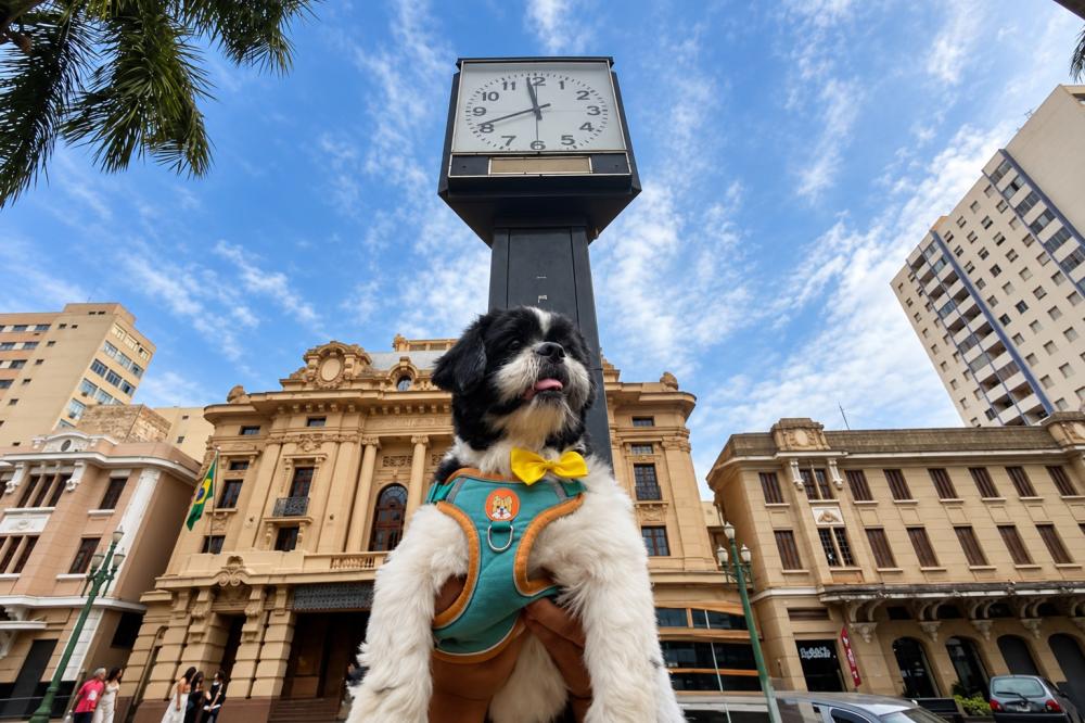 ENCONTRO DE SHIH TZUS ARRECADA RAÇÃO E PROMOVE ADOÇÃO EM RIBEIRÃO PRETO